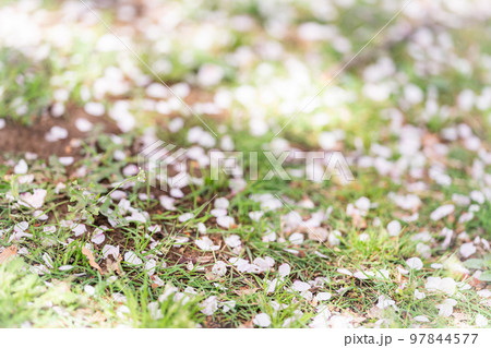 桜の花びら 地面 桜 落ちた花びらの写真素材