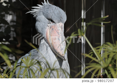 ハシビロコウ 嘴広鸛 動物 鳥類の写真素材 - PIXTA