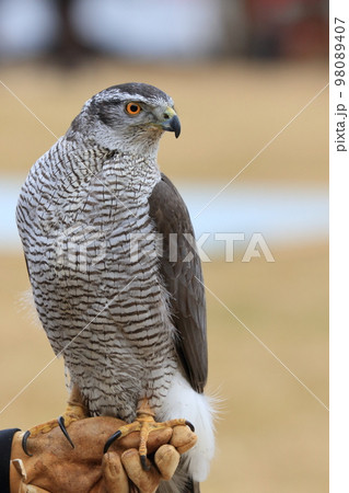 タカ 鷹 鳥 動物の写真素材 - PIXTA タカ 鷹 鳥 動物の写真素材 - PIXTA