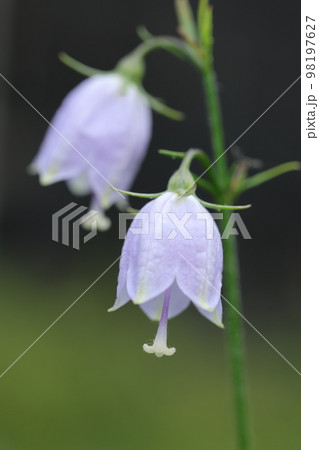 ツリガネソウ 紫色の写真素材 - PIXTA