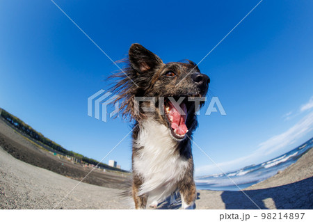 おもしろ犬の写真素材