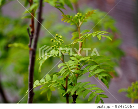 花山椒　蕾 山椒の蕾の写真素材 - PIXTA