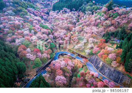 吉野桜の写真素材 - PIXTA