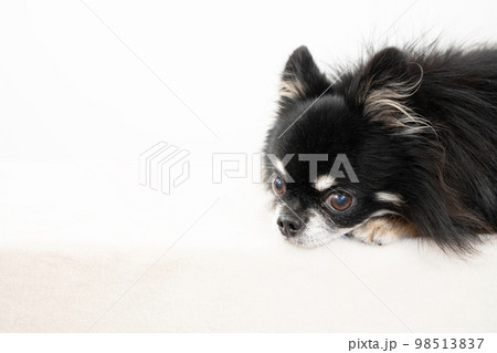 チワワ 伏せをしている仔犬 [20503745]の写真素材 - アフロ