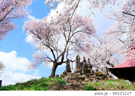 桜川市の桜・山桜の名所・花見・桜まつり案内：茨城VRツアー
