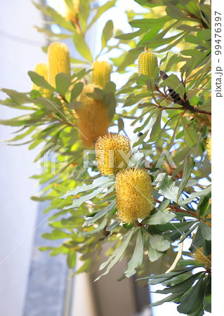 バンクシアコースト /176 バンクシアコースト/176