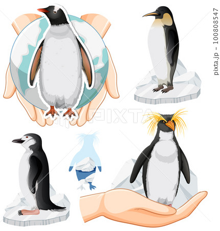 Cute Penguin Cartoon Characters Vector Set. Arctic Creature Wearing Sweater  And Carrying Briefcase Royalty Free SVG, Cliparts, Vectors, and Stock  Illustration. Image 135625440.