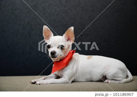 138,047 Chihuahua Images, Stock Photos, 3D objects, & Vectors