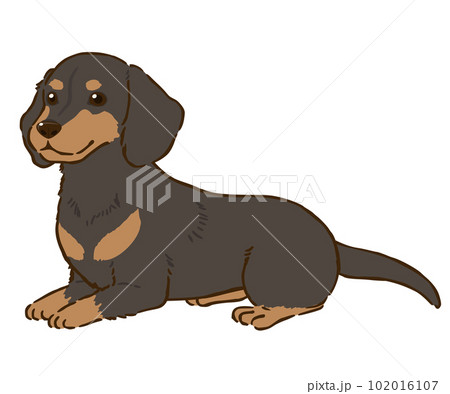 ダックスフンド ミニチュアダックス 動物 伏せのイラスト素材 - PIXTA