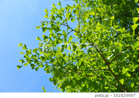 新緑のイチョウの葉のイメージ