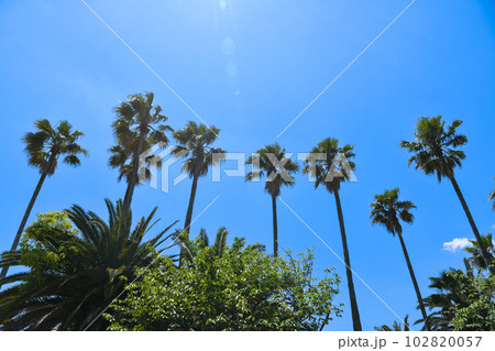 強い日差しと椰子の木のイメージ