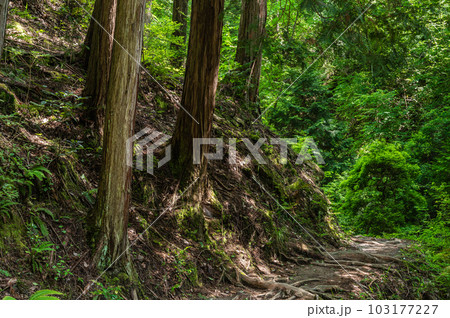 森の小道の写真素材 - PIXTA