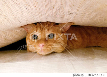 ホワッツマイケルの写真素材 - PIXTA