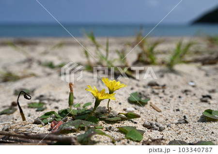 奄美 奄美大島 花 黄色の写真素材 - PIXTA