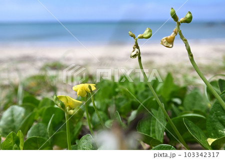 奄美 奄美大島 花 黄色の写真素材 - PIXTA