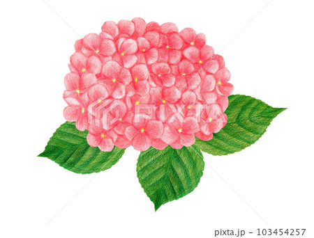 アジサイ 紫陽花 色鉛筆画 梅雨のイラスト素材 - PIXTA