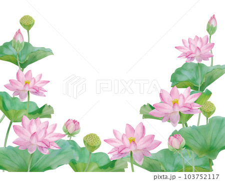 Lotus buds, green stems. Composition of pink water lily. Three bud