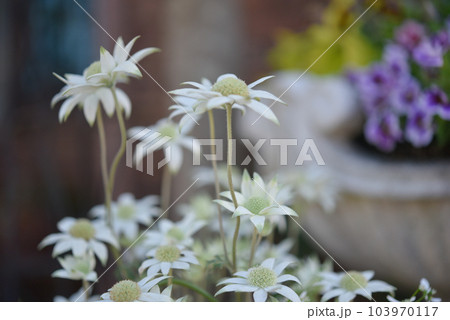 可愛い小さな花のイメージ