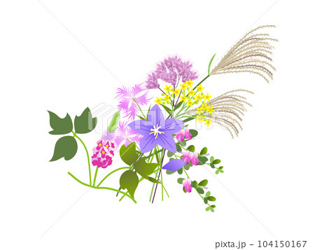 藤袴のイラスト素材 - PIXTA