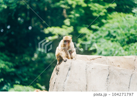 猿 動物 一人 寂しいの写真素材 - PIXTA