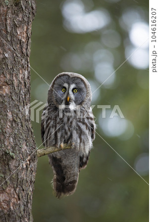 Owl in forest, Sweden. Great grey owl, Strix...の写真素材