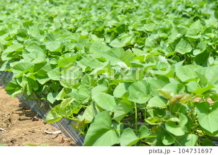 緑鮮やかなサツマイモ畑のイメージ