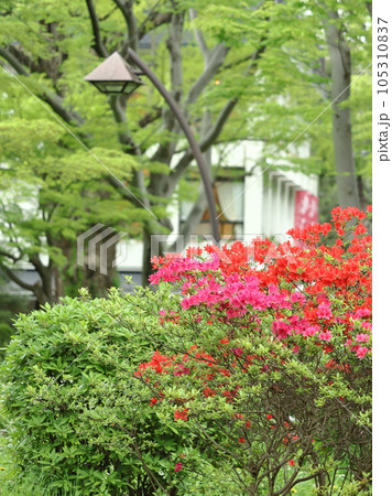 ツツジ 日比谷公園 植物 花の写真素材 - PIXTA
