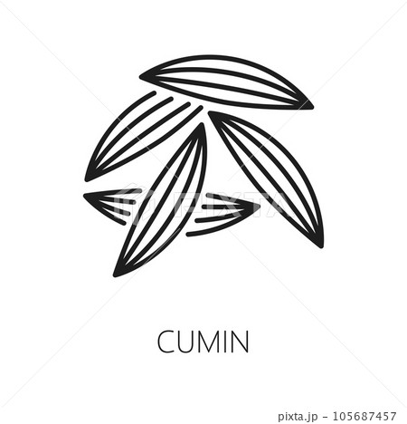 Cumin Plant Branches Collection, Engraving Style Vector