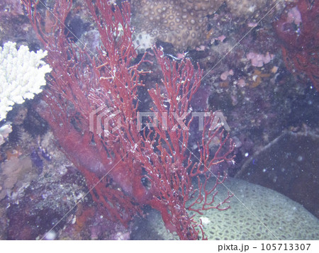 天然記念物リュウキュウイソバナ珊瑚 リュウキュウイソバナ