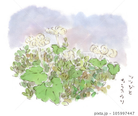 烏瓜 水彩画のイラスト素材 - PIXTA