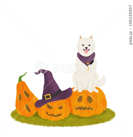 ハロウィン かわいい 柴犬 ハロウィーンのイラスト素材 - PIXTA