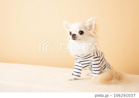 犬 小型犬 お座り チワワの写真素材 - PIXTA