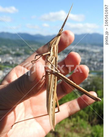 バッタ 手 手のひら 昆虫の写真素材 - PIXTA