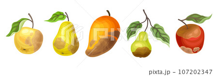 Spoiled and Rotten Mango Fruit with Skin - Stock Illustration [62288874]  - PIXTA