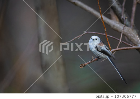 野鳥 小鳥 秋 シマエナガの写真素材 - PIXTA
