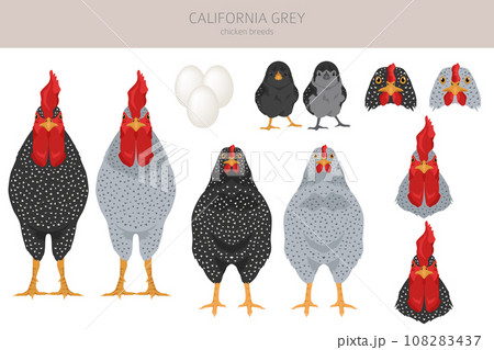 Brahma Chicken breeds clipart. Poultry and farm - Stock Illustration  [108283429] - PIXTA