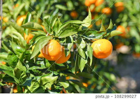 美味しそうに実ったミカン