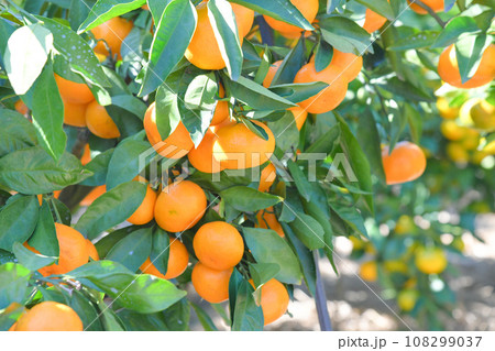 美味しそうに実ったミカン