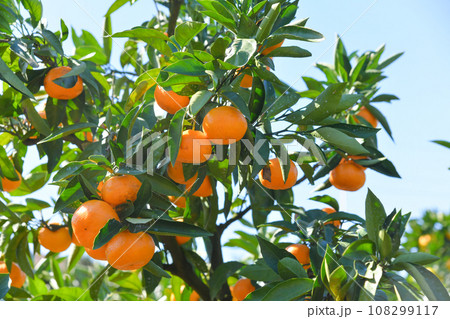 美味しそうに実ったミカン