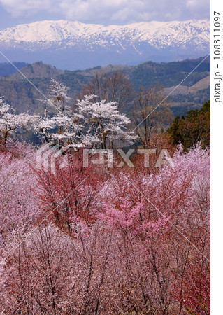飯豊連峰 山 飯豊山 桜の写真素材 - PIXTA