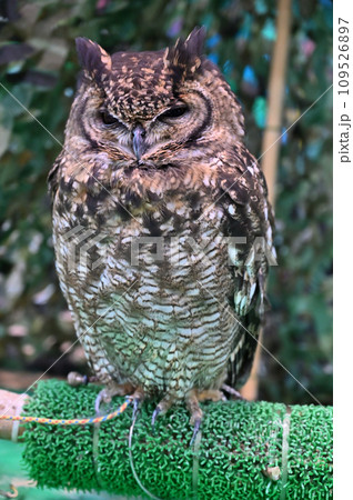 鳥 野鳥 止まり木 ミミズクの写真素材 - PIXTA