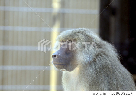 灰色 さる サル 猿の写真素材 - PIXTA