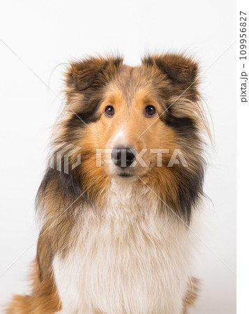 動物 犬 シェットランドシープドッグ お座りの写真素材 - PIXTA