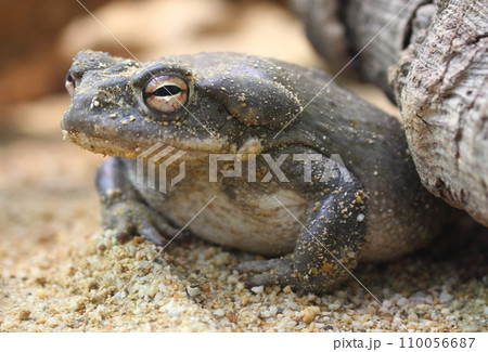 3ページ目 | ガマガエルの写真素材 - PIXTA