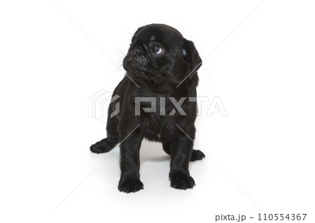 動物 犬 パグ 横顔の写真素材 - PIXTA