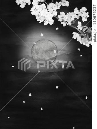 月夜の桜のイラスト素材 - PIXTA