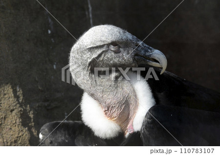 コンドル 鳥 横顔 アンデスコンドルの写真素材 - PIXTA