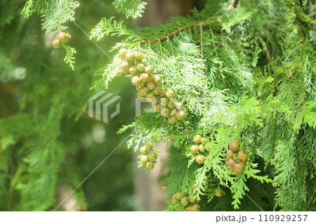 ひのきさん 専用 エイトリペア君さん専用)ヒノキ 丸太テーブル エイト