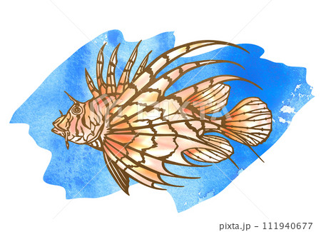 ミノカサゴのイラスト素材 - PIXTA
