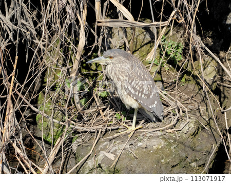 ゴイサギ(幼鳥)の剥製 1ca928d72be9bc7e72b8f5911226af